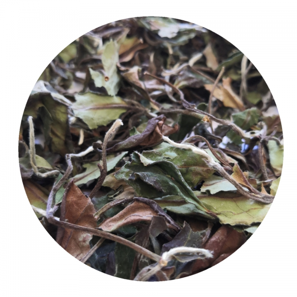 Бай Му Дань