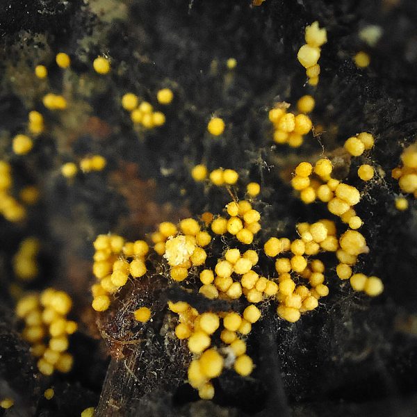 Цзинь Хуа Фу Чжуань, Хунань Чжун Ча 2010г, Разлом